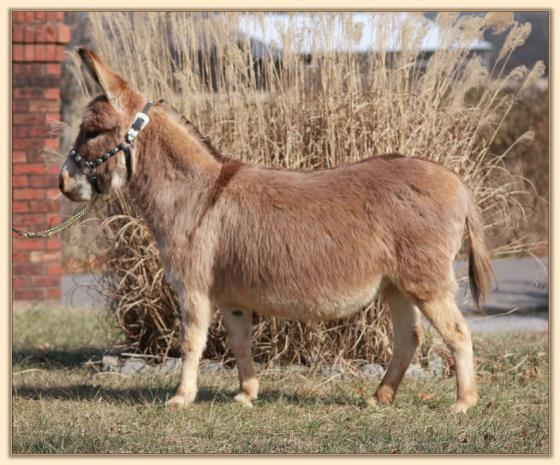 Windcrest Amber Rose, brood jennet at Half Ass Acres Miniature Donkeys
