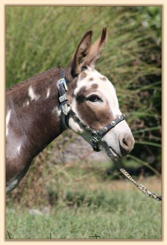 HHAA Tease The Boys, a.k.a. Flirt, dark spotted miniature donkey jennet for sale at Half Ass Acres