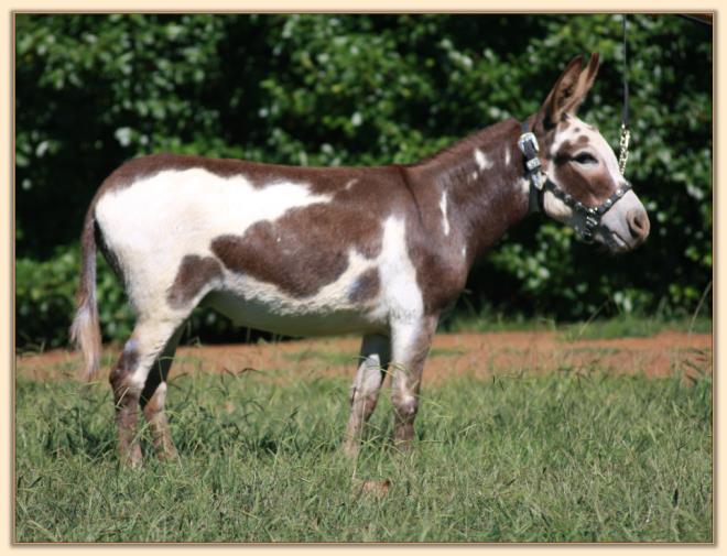 HHAA Tease The Boys, a.k.a. Flirt, dark spotted miniature donkey jennet for sale at Half Ass Acre