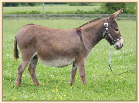 Windcrest Gayla, miniature donkey brood jennet at Half Ass Acres