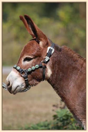 HHAA Hissy Fit, deep bright red future brood jennet at Half Ass Acres Miniature Donkeys