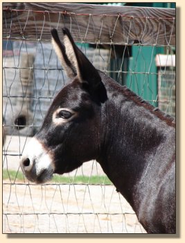 Sunset Acres Meggie Mae one day after foaling!