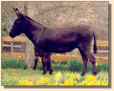 Half Ass Acres Oprah Winfrey