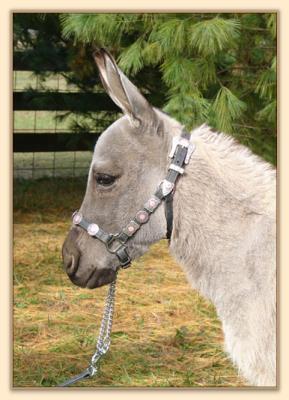 Emerald ridge Piper, miniature donkey brood jennet at Half Ass Acres
