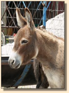 LN Pixie of Bell E Acres aka Sheena