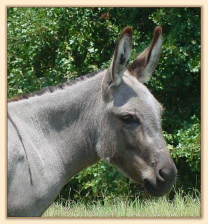 Stonegate Acres Shes A Ten, dark gray miniature donkey brood jennet with no light points  at Half Ass Acres