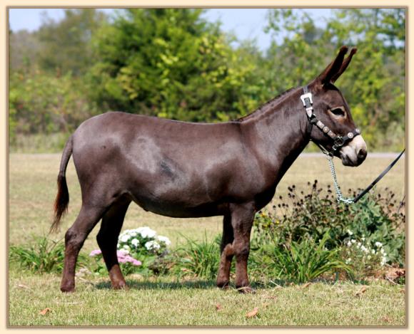 KKR Fortune Cookie, future brood jennet at Half Ass Acres Minaiture Donkeys