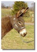 Miniature Donkey jennet, Ambrosia (6828 bytes)