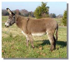 Miniature Donkey jennet, Ambrosia (11,495 bytes)