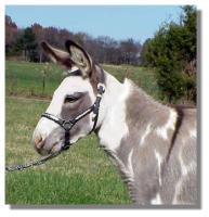 Miniature Donkey jennet, Carisma (8758 bytes)