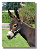 Miniature Donkey Jennet, Carissa (5493 bytes)