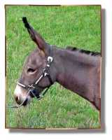 miniature donkey, Carmel (10,050 bytes)
