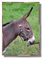 miniature donkey, Carmel (5057 bytes)