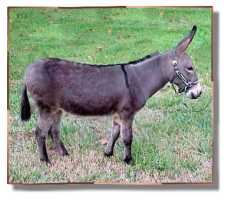 miniature donkey, Carmel (8017 bytes)
