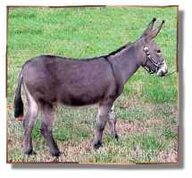 miniature donkey, Carmel (7597 bytes)