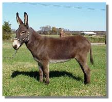 Miniature Donkey jennet, Cookie (9679 bytes)