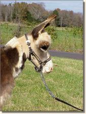miniature donkeys for sale