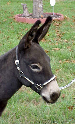 miniature donkey Kewpie Doll (8736 bytes)