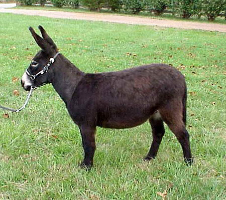 miniature donkey Kewpie Doll (8736 bytes)