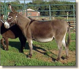 miniature donkey, Windcrest Heather (12,266 bytes)