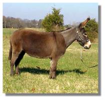 Miniature Donkey jennet, Hershey (9906 bytes)