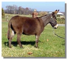 Miniature Donkey jennet, Hershey (11,008 bytes)