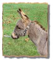 miniature donkey Engman's Iris (5702 bytes)
