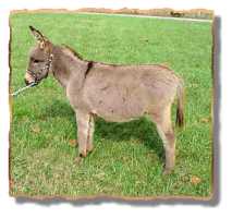 miniature donkey Engman's Iris (6711 bytes)