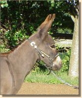 Miniature Donkey Jennet, Izzie (10,540 bytes)