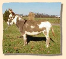 miniature donkey Julie Brown (8555 bytes)