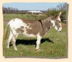 miniature donkey Julie Brown (9492 bytes)