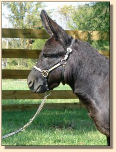 Click photo of miniature donkey to enlarge image