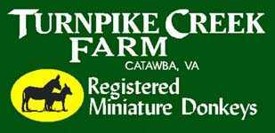 Miniature donkeys at Turnpike Creek Farm in Catawba, Virginia! 