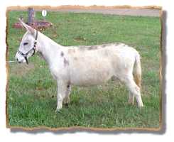 miniature donkey Marigold (6998 bytes)