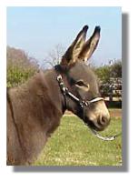 Miniature Donkey jennet, Mischief (6256 bytes)