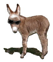 Paparazzi - copywight Half Ass Acres Miniature Donkeys - Do Not Steal!