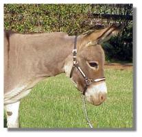 Peaches and Cream, miniature donkey jennet for sale (10,904 bytes)