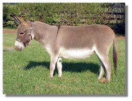 Peaches and Cream, miniature donkey jennet for sale (13,770 bytes)