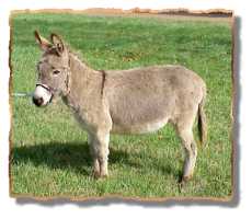 miniature donkey Engman's Lil Princess (7372 bytes)