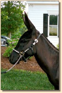 Click photo of miniature donkey to enlarge image