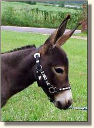 Miniature Donkey Jennet, Sedona (12,829 bytes)