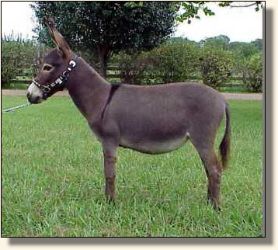 Miniature Donkey Jennet, Sedona (18,991 bytes)