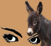 Temptation Eyes - copyright Half Ass Acres Miniature Donkeys - Do Not Steal!