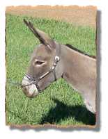 miniature donkey Tori (5247 bytes)