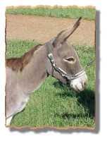 miniature donkey Tori (4723 bytes)