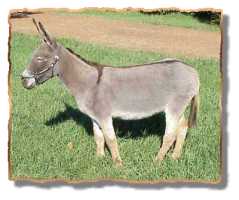 miniature donkey Tori (7320 bytes)