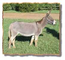 miniature donkey Tori (7242 bytes)