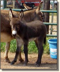 HAA Invincible,  brown miniature donkey jack for sale!! (14,712 bytes)