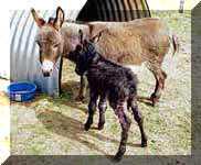 Miniature Donkey Dixie Chick's birth