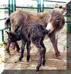 Miniature Donkeys Dixie Chick's birth
